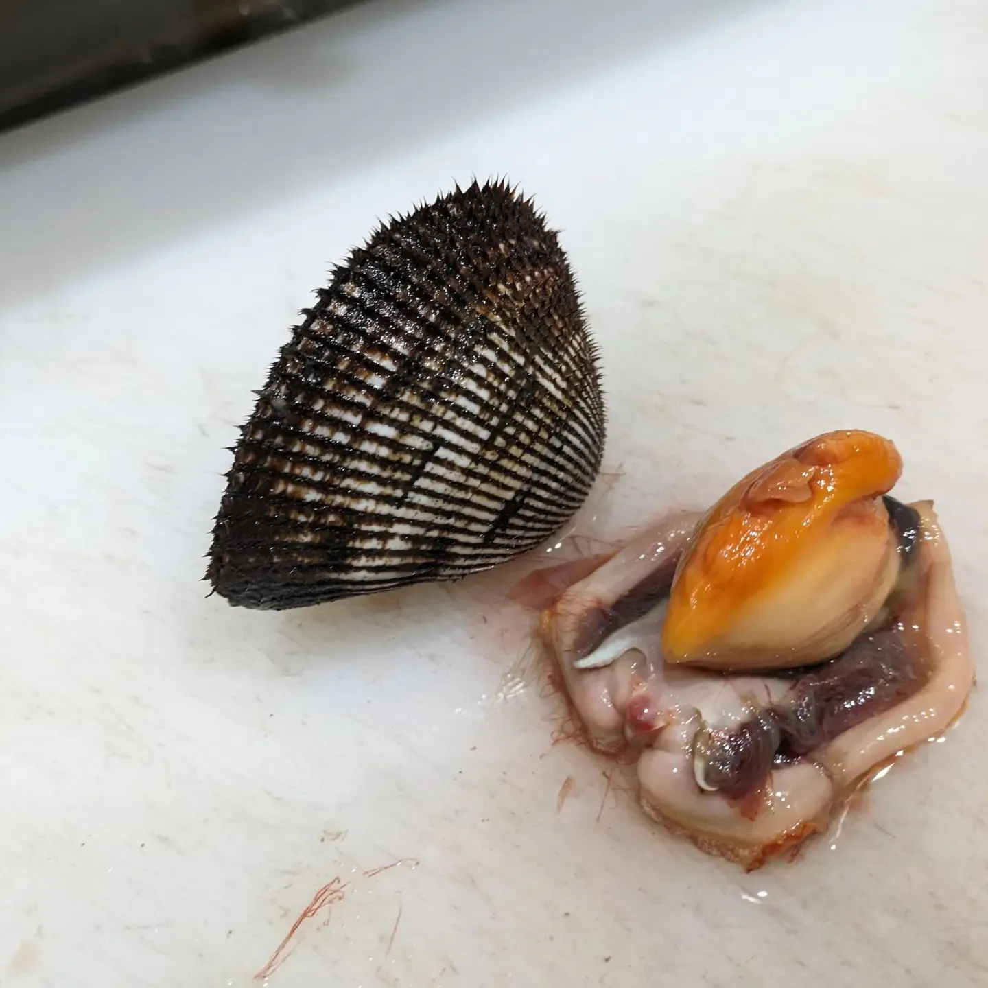 [赤貝]　北海道南部から九州に広く生息しています。