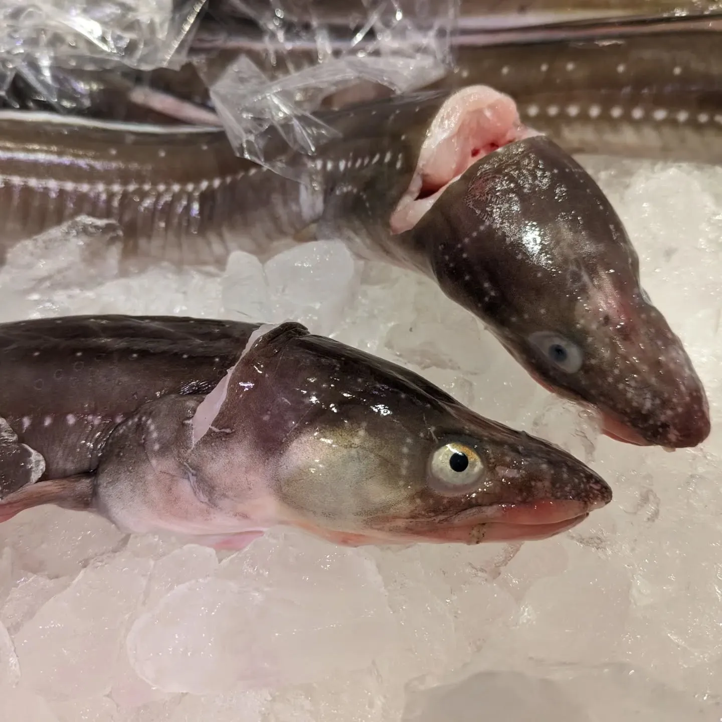 穴子の寿司はいかがでしょうか。