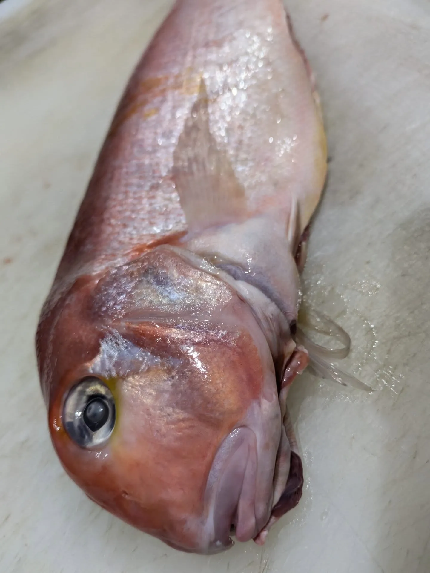 和食の真髄を味わえる魚のひとつ、甘鯛またの名を”ぐじ”。