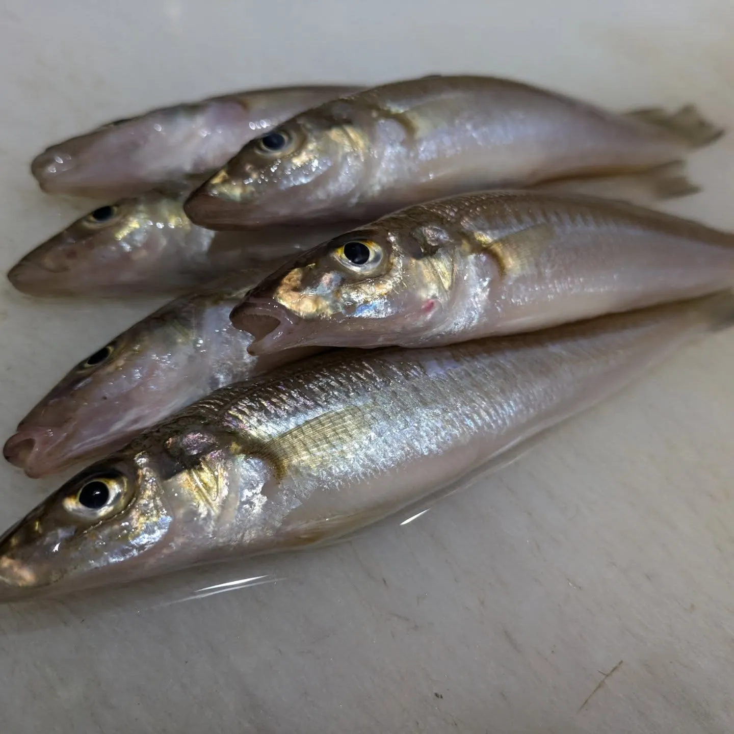 海の鮎とも呼ばれる美しい魚、鱚（きす）。