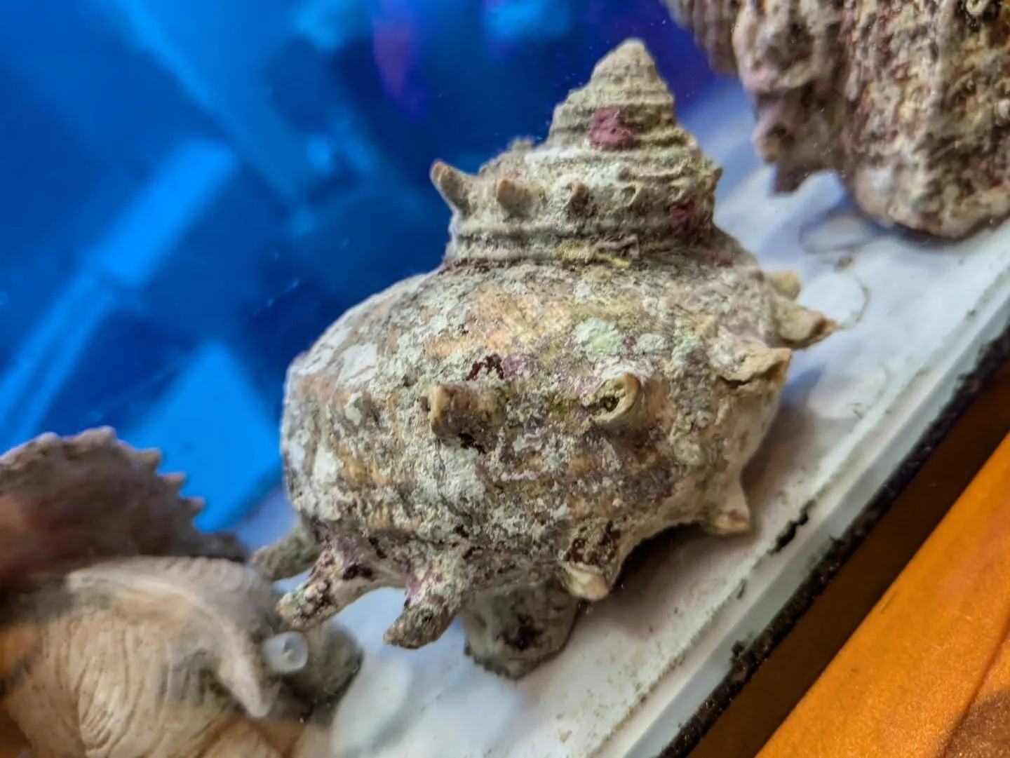 サザエは、磯の香りとコリコリとした食感が特徴の巻貝です。