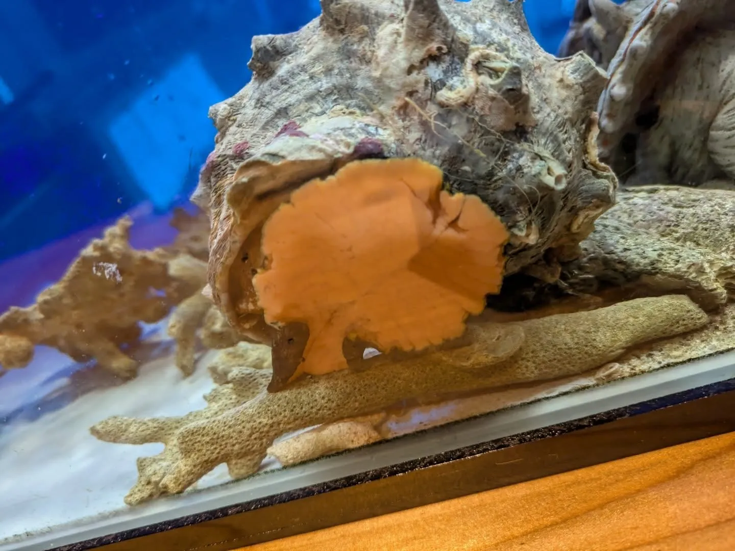 サザエは、磯の香りとコリコリとした食感が特徴の巻貝です。