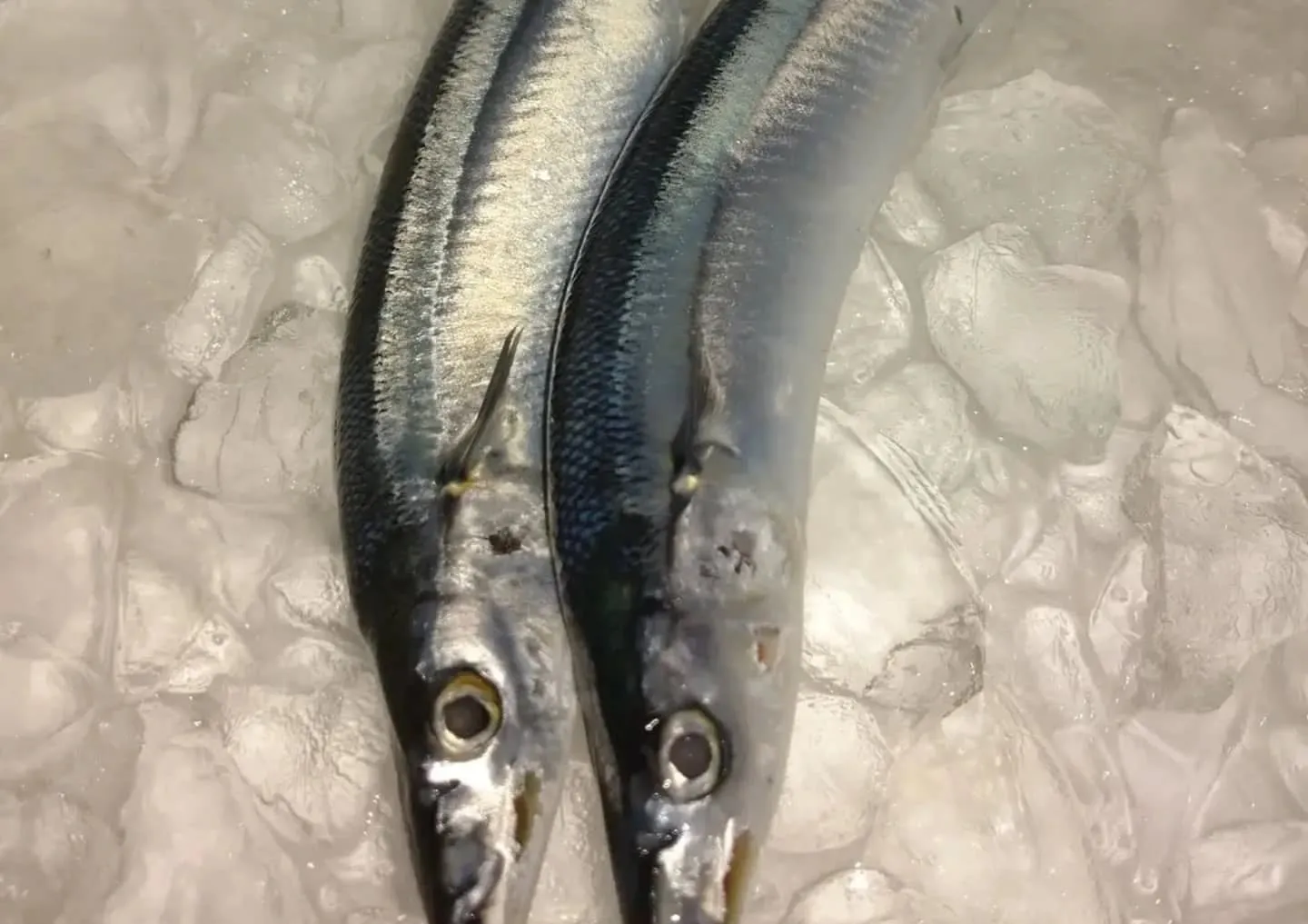 残暑で酷暑お見舞い申し上げます…