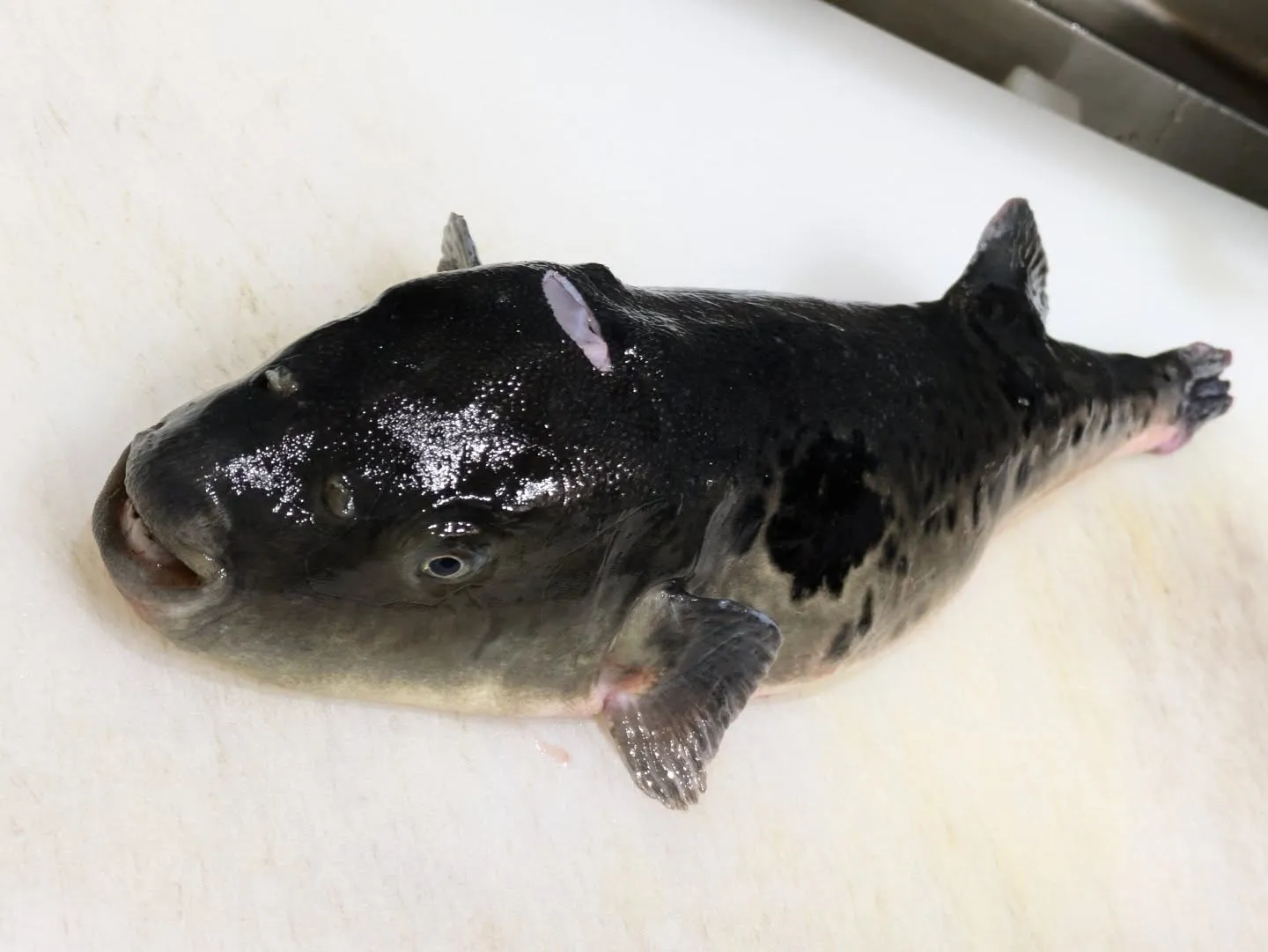 今年も残すところあと1ヶ月…